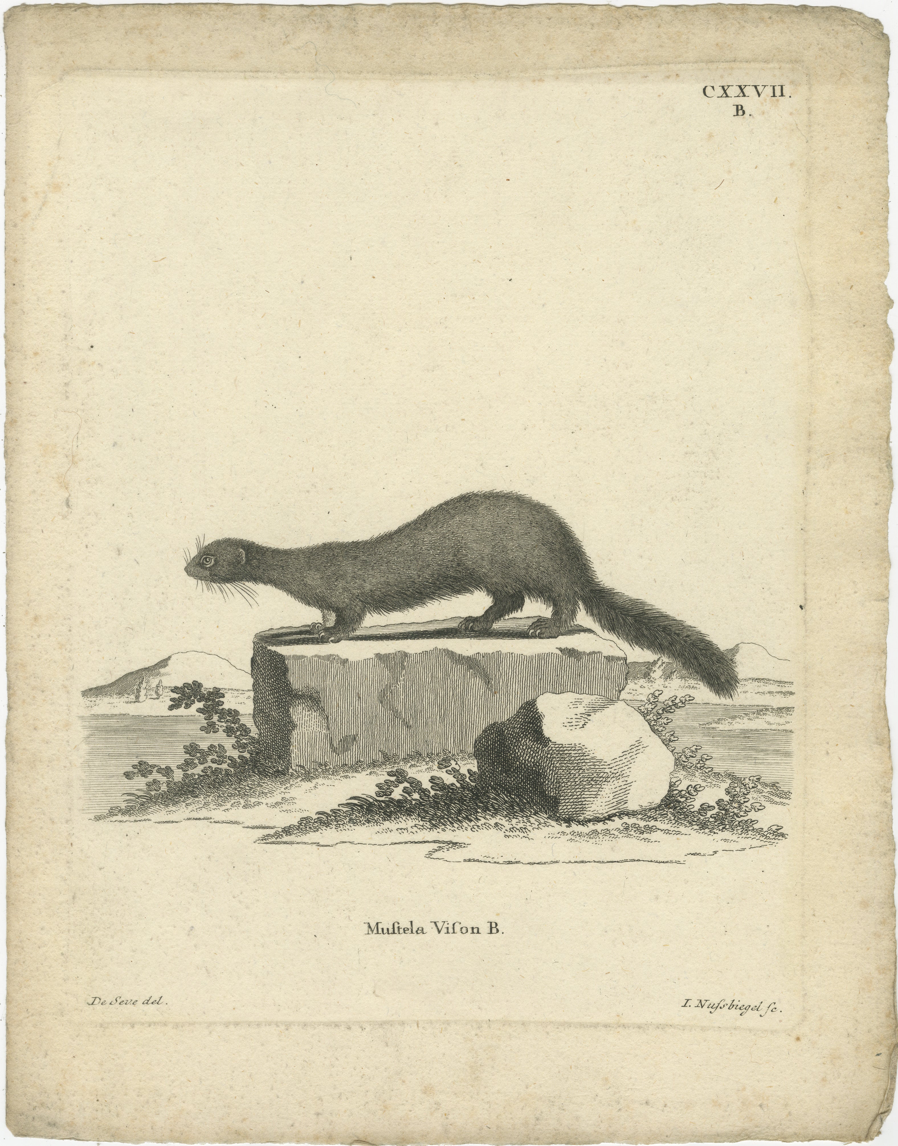 Antiker Kupferstich eines Europäischen Nerzes (Mustela vison B.), De Sève & Nußbiegel, um 1800

Ein wunderschöner, detailreicher zoologischer Stich aus dem frühen 19. Jahrhundert, der den Europäischen Nerz (Mustela vison B.) darstellt, gezeichnet