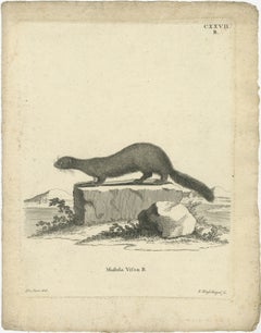 Grabado antiguo de un visón europeo (Mustela vison B.), Nußbiegel, ca.1800
