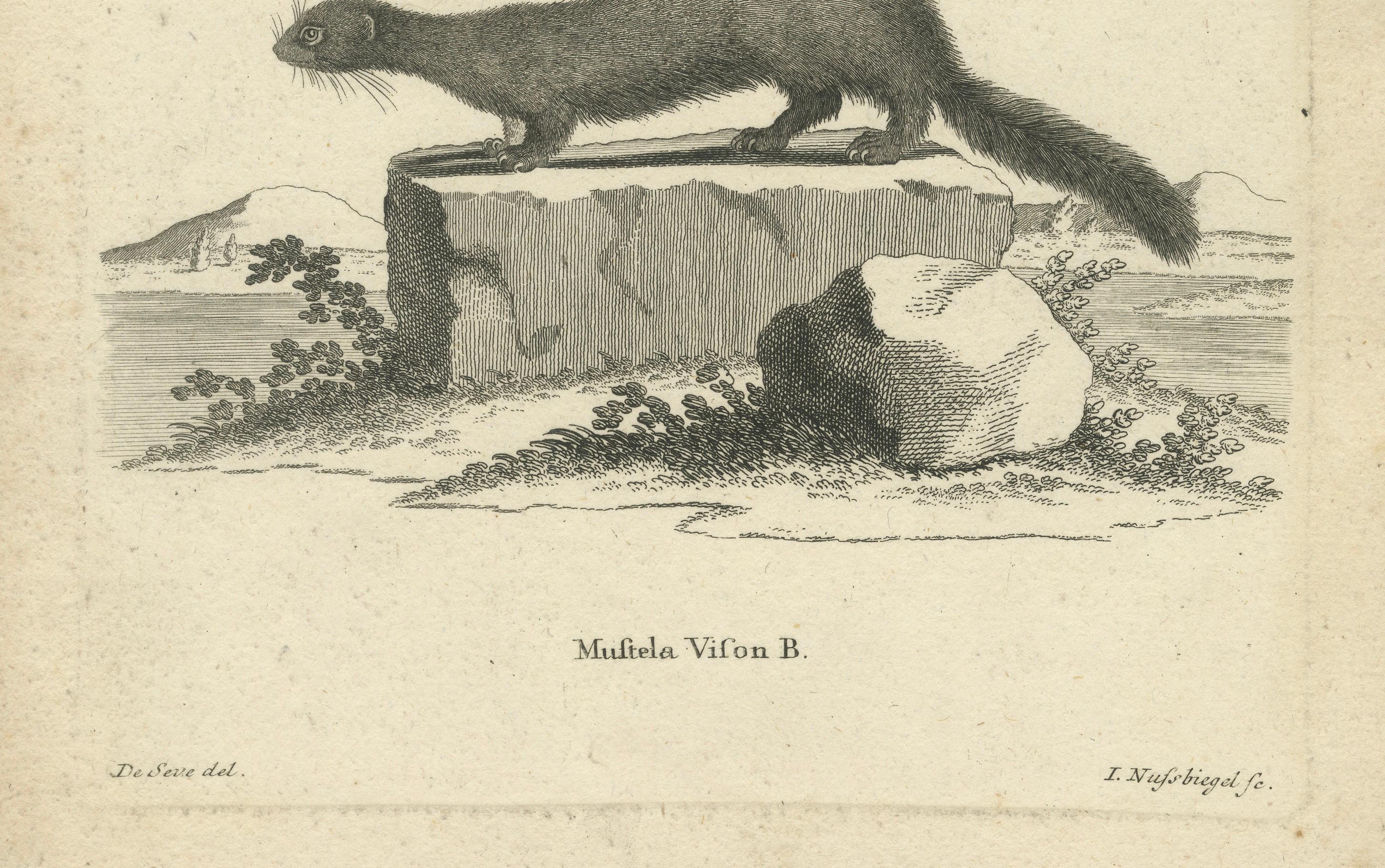Antiker Kupferstich eines Europäischen Nerzes (Mustela vison B.), Nußbiegel, ca.1800 (Deutsch) im Angebot