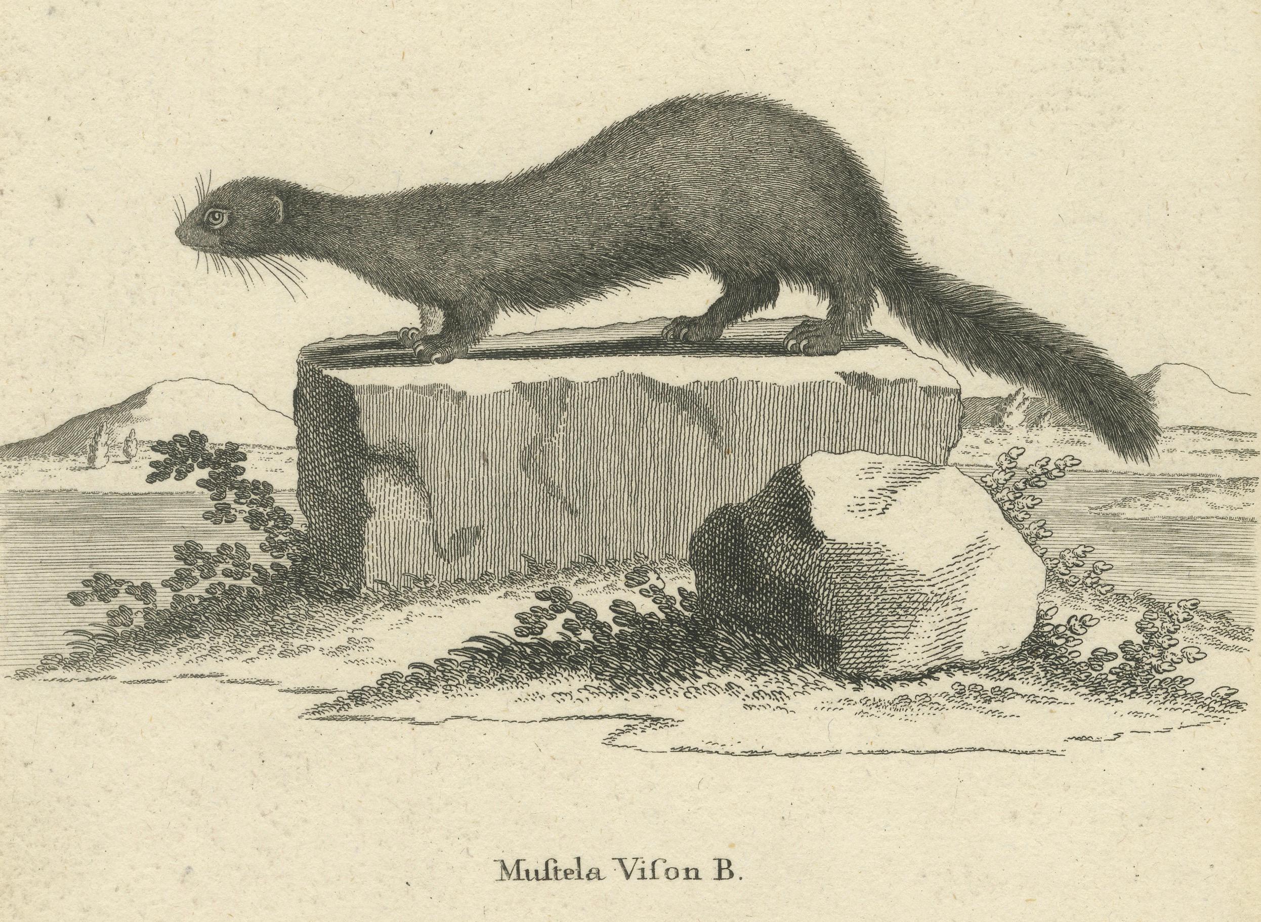 Antiker Kupferstich eines Europäischen Nerzes (Mustela vison B.), Nußbiegel, ca.1800 (Graviert) im Angebot