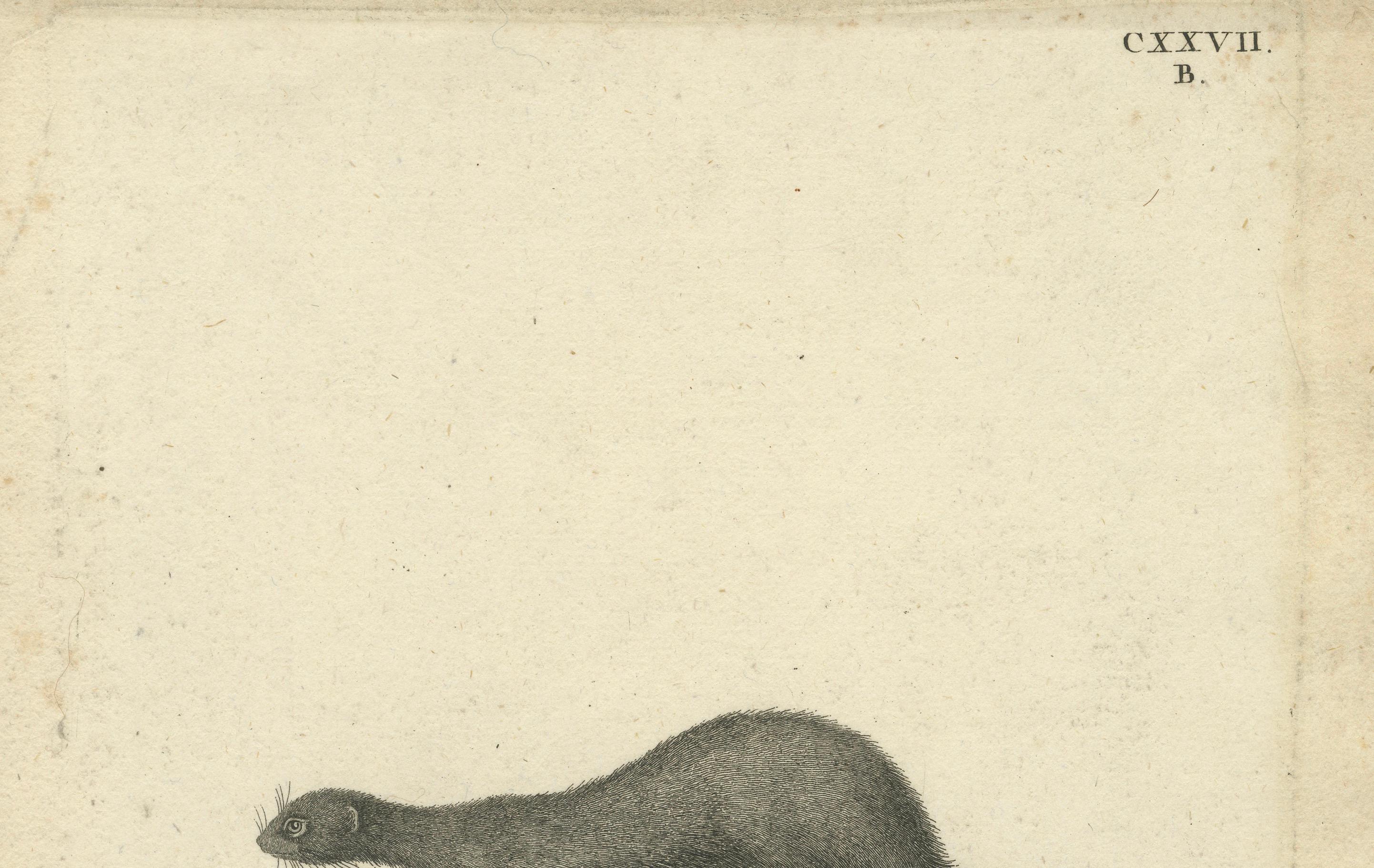 Antiker Kupferstich eines Europäischen Nerzes (Mustela vison B.), Nußbiegel, ca.1800 im Zustand „Gut“ im Angebot in Langweer, NL