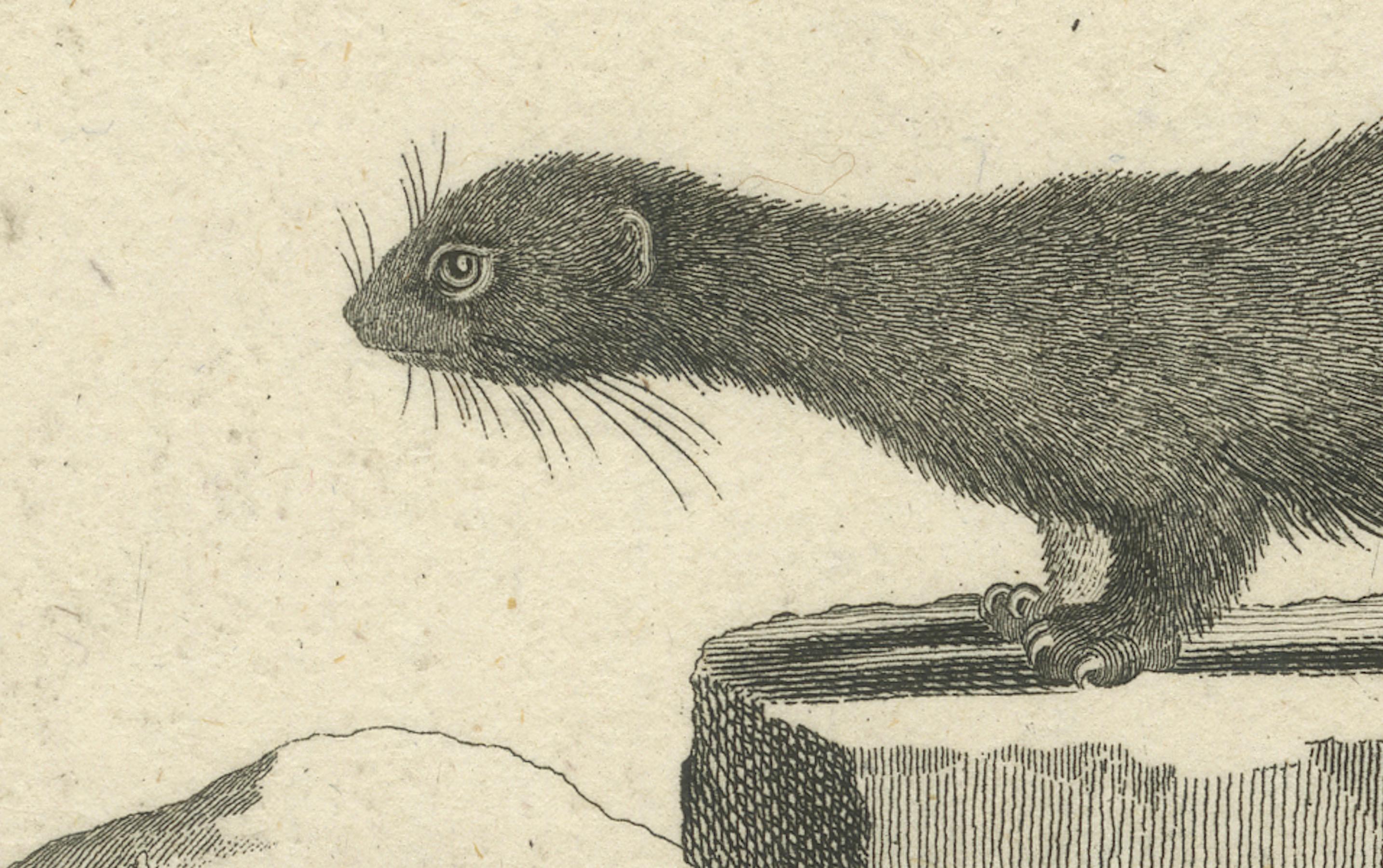 Antiker Kupferstich eines Europäischen Nerzes (Mustela vison B.), Nußbiegel, ca.1800 (19. Jahrhundert) im Angebot