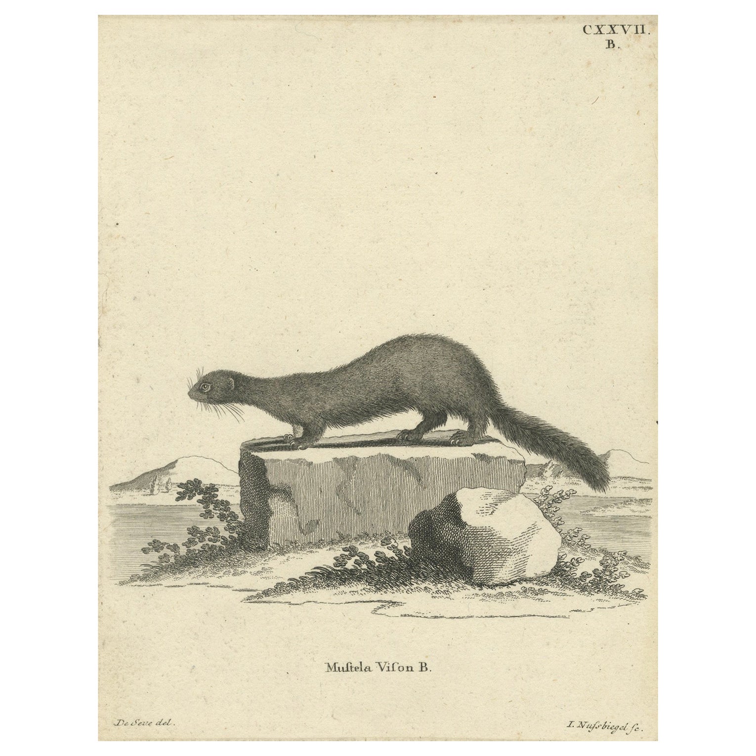 Antique Engraving of a European Mink (Mustela vison B.), Nußbiegel, ca.1800