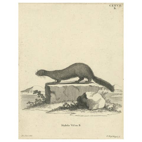 Antique Engraving of a European Mink (Mustela vison B.), Nußbiegel, ca.1800