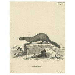 Antique Engraving of a European Mink (Mustela vison B.), Nußbiegel, ca.1800