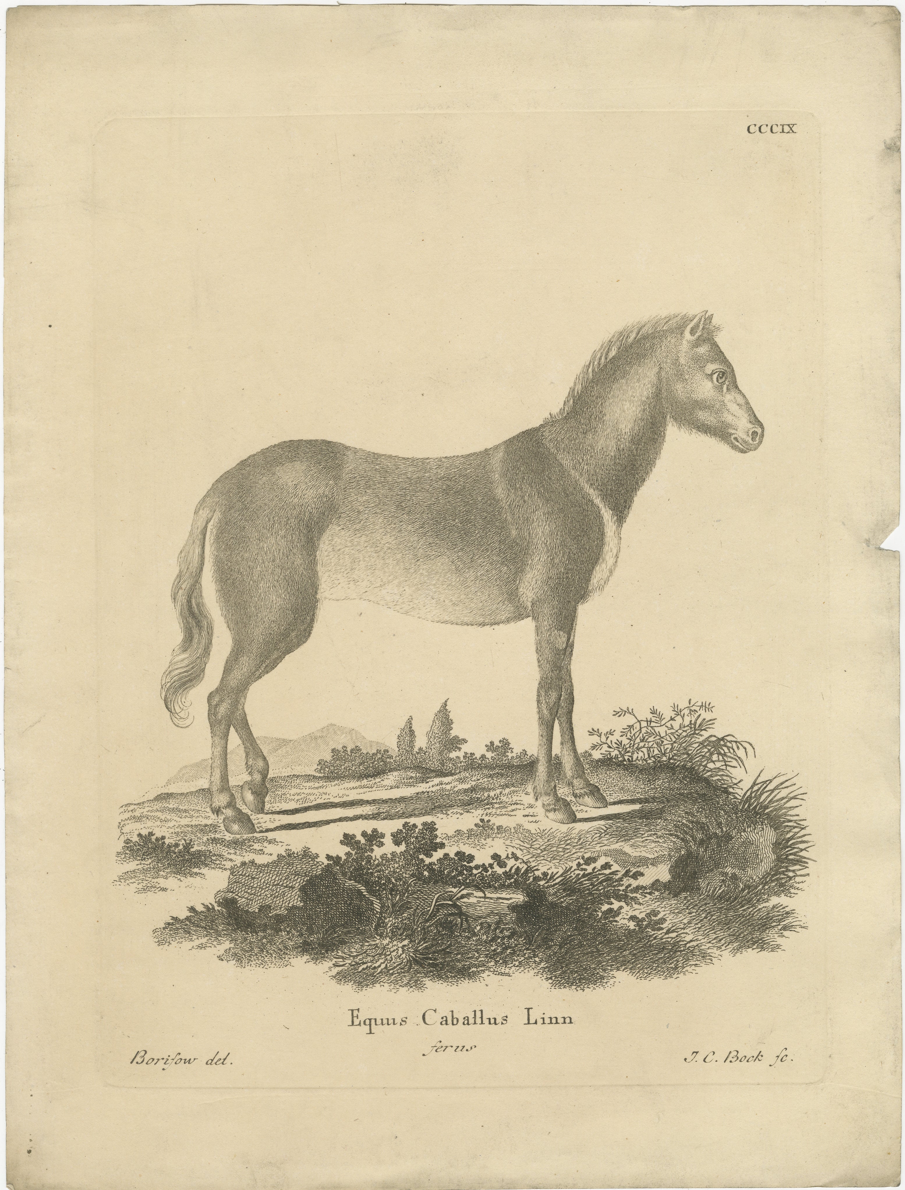 Antique Engraving of a Horse (Equus Caballus Linn.), drawn by Borifow, engraved by J.C. Bock, circa 1800

This finely detailed zoological engraving depicts a horse (Equus Caballus Linn.), drawn by Borifow and engraved by J.C. Bock around 1800. The