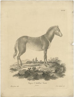 Antique Engraving of a Horse (Equus Caballus Linn.), drawn by Borifow, ca.1800