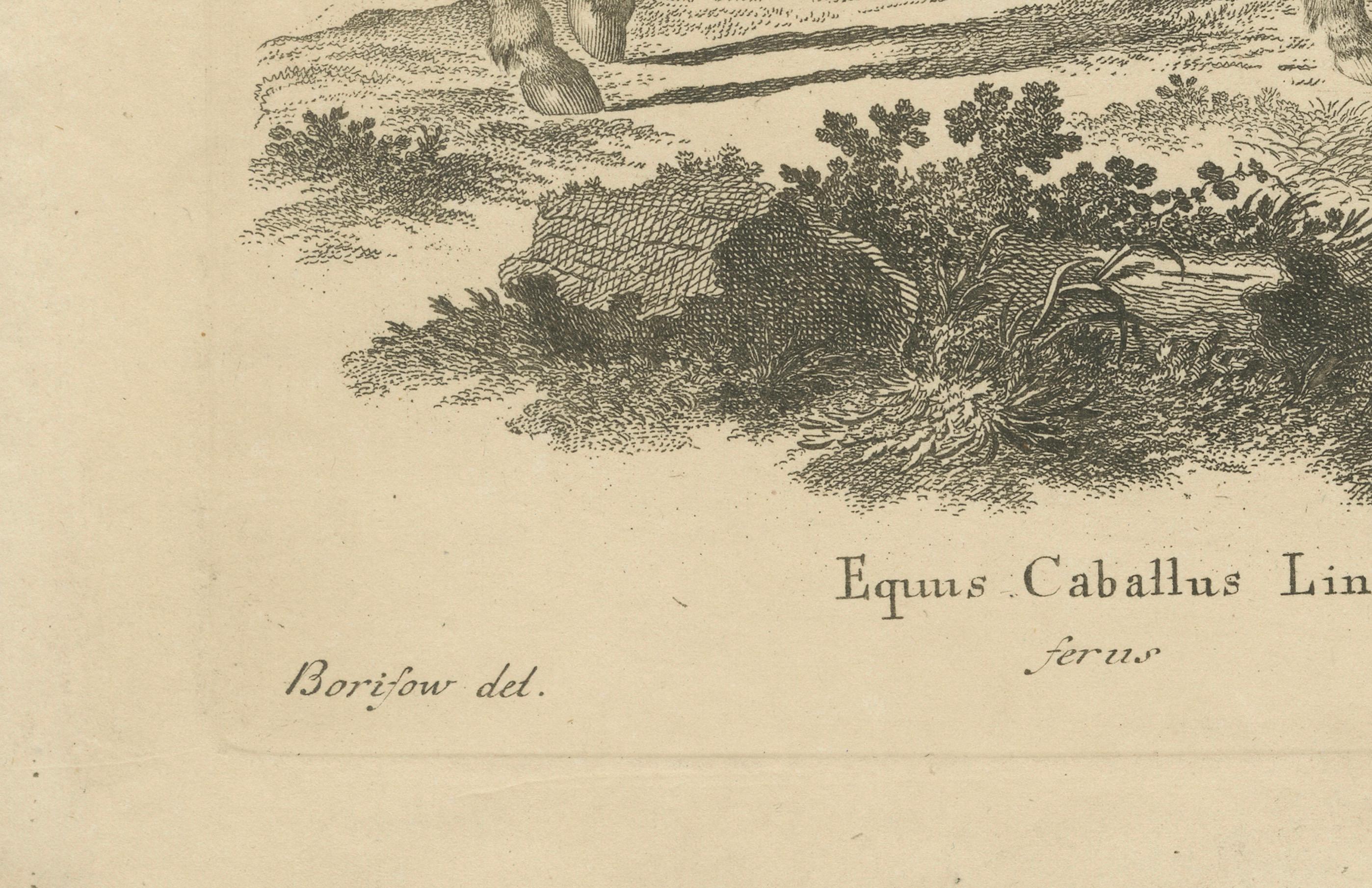 Antique Engraving of a Horse (Equus Caballus Linn.), drawn by Borifow, ca.1800 (Deutsch) im Angebot