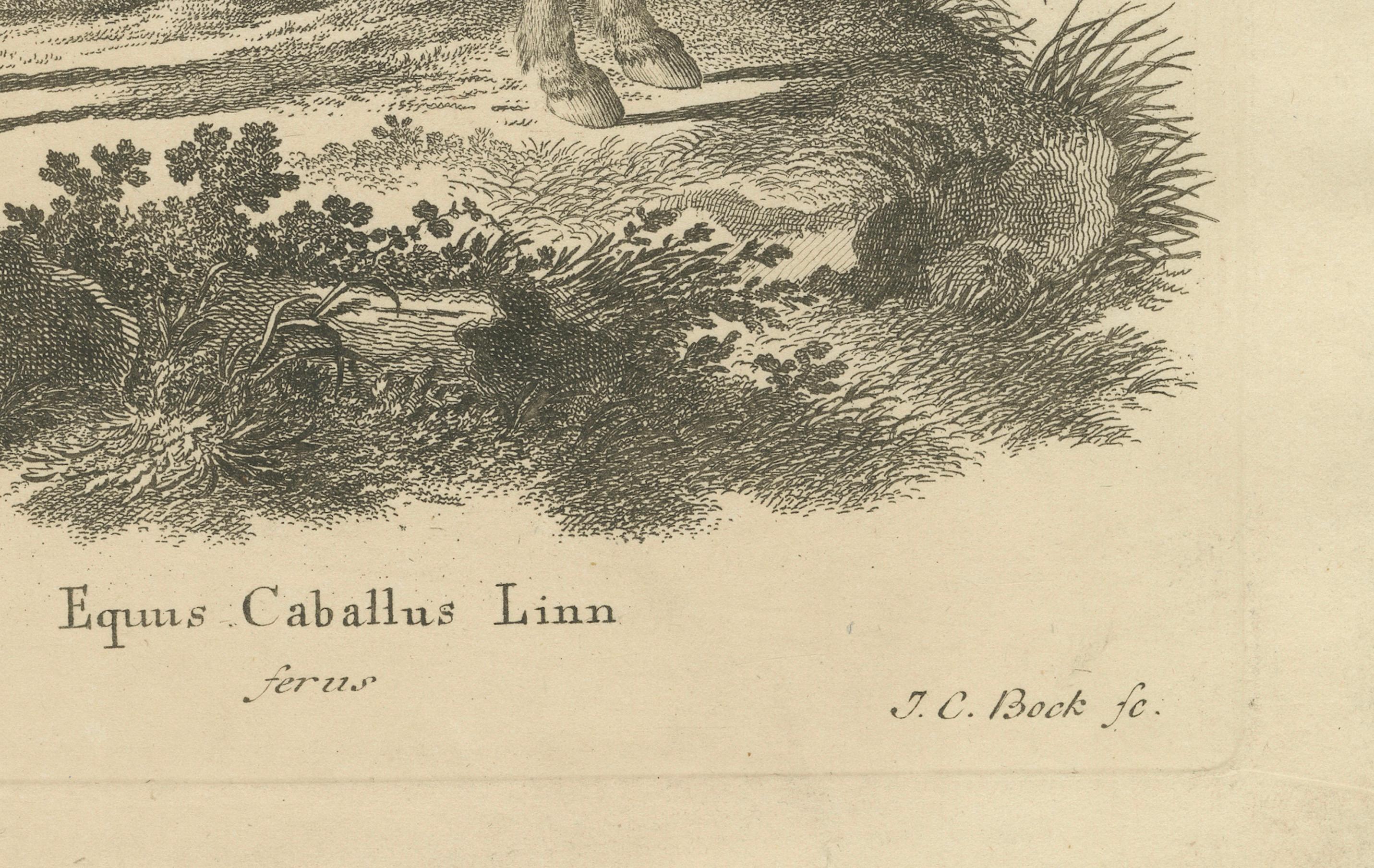 Antique Engraving of a Horse (Equus Caballus Linn.), drawn by Borifow, ca.1800 (Graviert) im Angebot