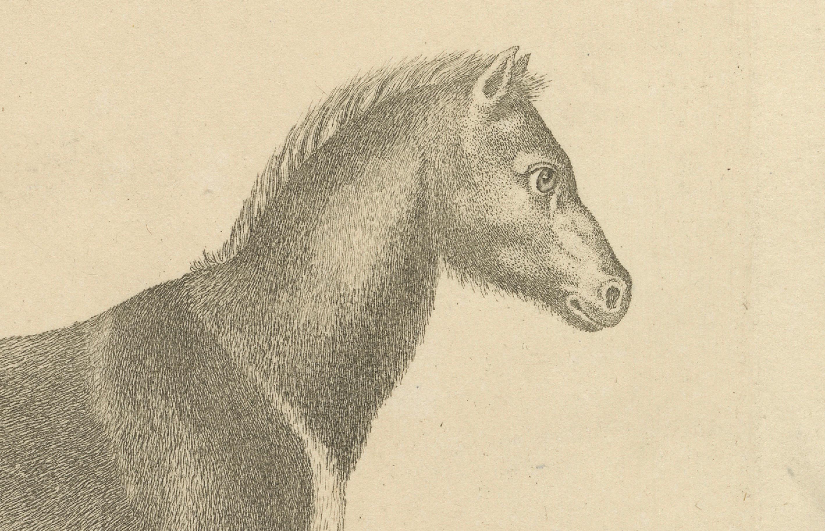 Antique Engraving of a Horse (Equus Caballus Linn.), drawn by Borifow, ca.1800 im Zustand „Gut“ im Angebot in Langweer, NL