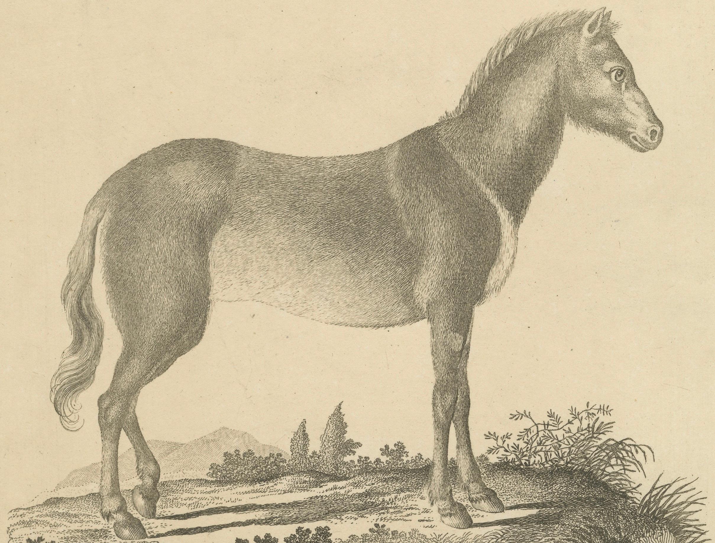Antique Engraving of a Horse (Equus Caballus Linn.), drawn by Borifow, ca.1800 (19. Jahrhundert) im Angebot