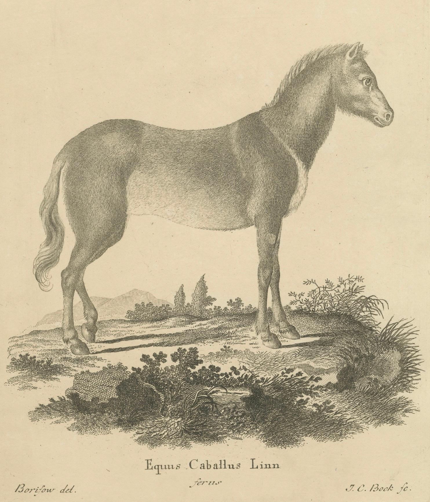 Antique Engraving of a Horse (Equus Caballus Linn.), drawn by Borifow, ca.1800 (Papier) im Angebot