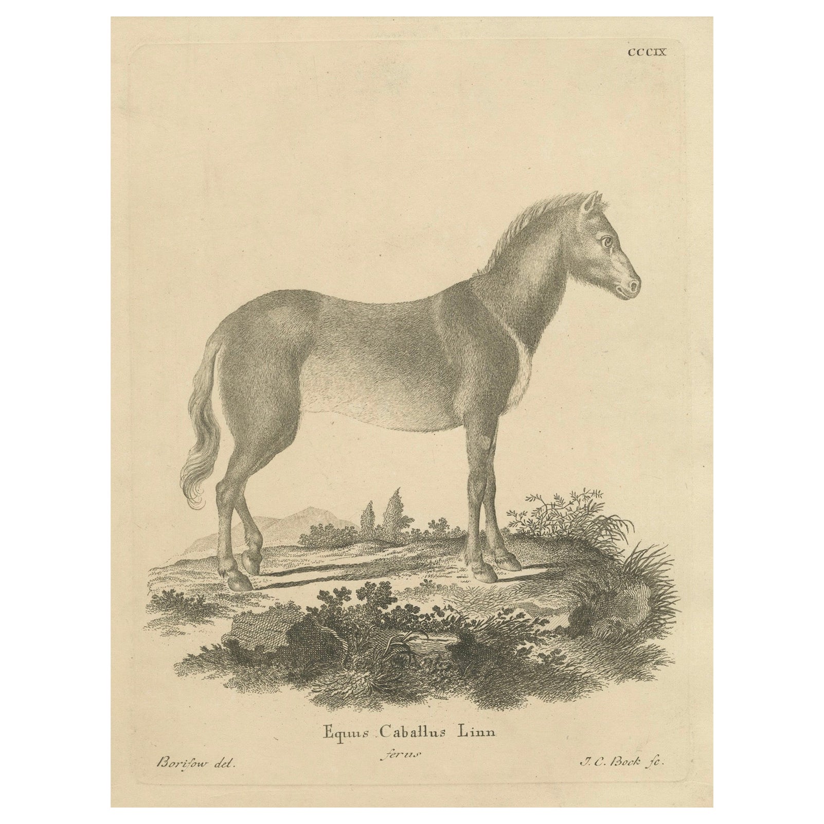 Antique Engraving of a Horse (Equus Caballus Linn.), drawn by Borifow, ca.1800 im Angebot