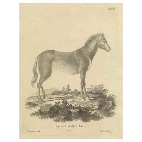 Antique Engraving of a Horse (Equus Caballus Linn.), drawn by Borifow, ca.1800