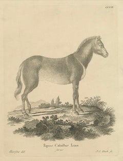 Antique Engraving of a Horse (Equus Caballus Linn.), drawn by Borifow, ca.1800