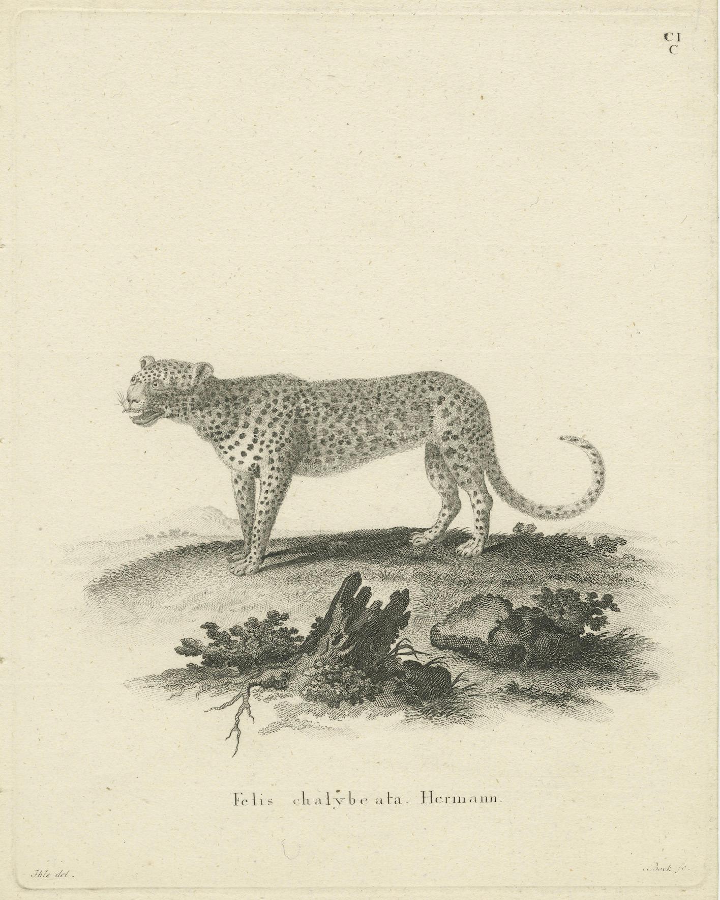 Antiker Kupferstich eines Leoparden (Felis chalybeata Hermann), gezeichnet von Ihle, gestochen von Bock, um 1800

Beschreibung:
Dieser fein detaillierte zoologische Stich zeigt einen Leoparden, der als Felis chalybeata Hermann identifiziert wurde,