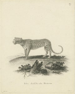 Antique Engraving of a Leopard, Drawn by Ihle and Engraved by Bock, c.1800