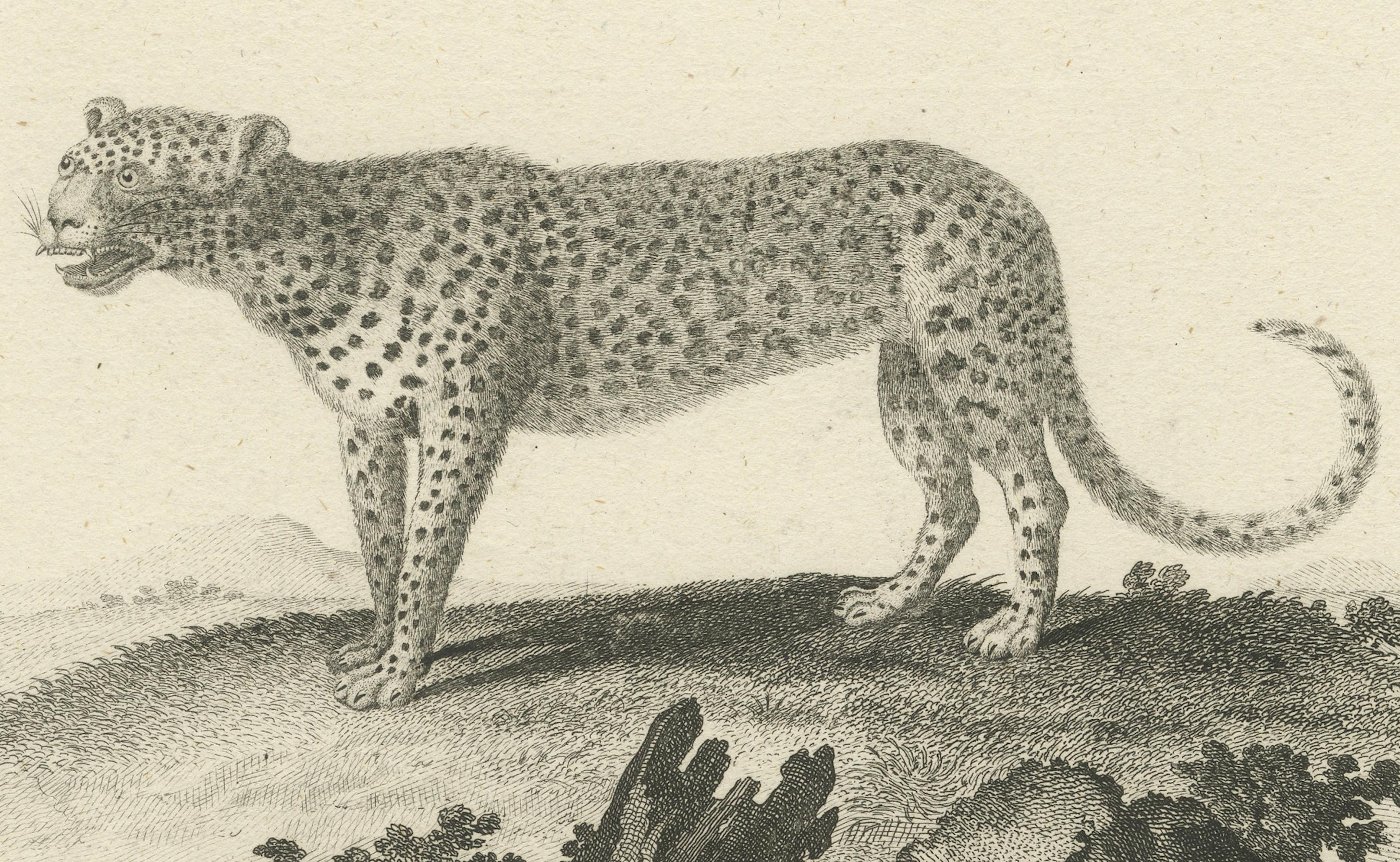 Antiker Kupferstich eines Leoparden, gezeichnet von Ihle und gestochen von Bock, um 1800 (Deutsch) im Angebot
