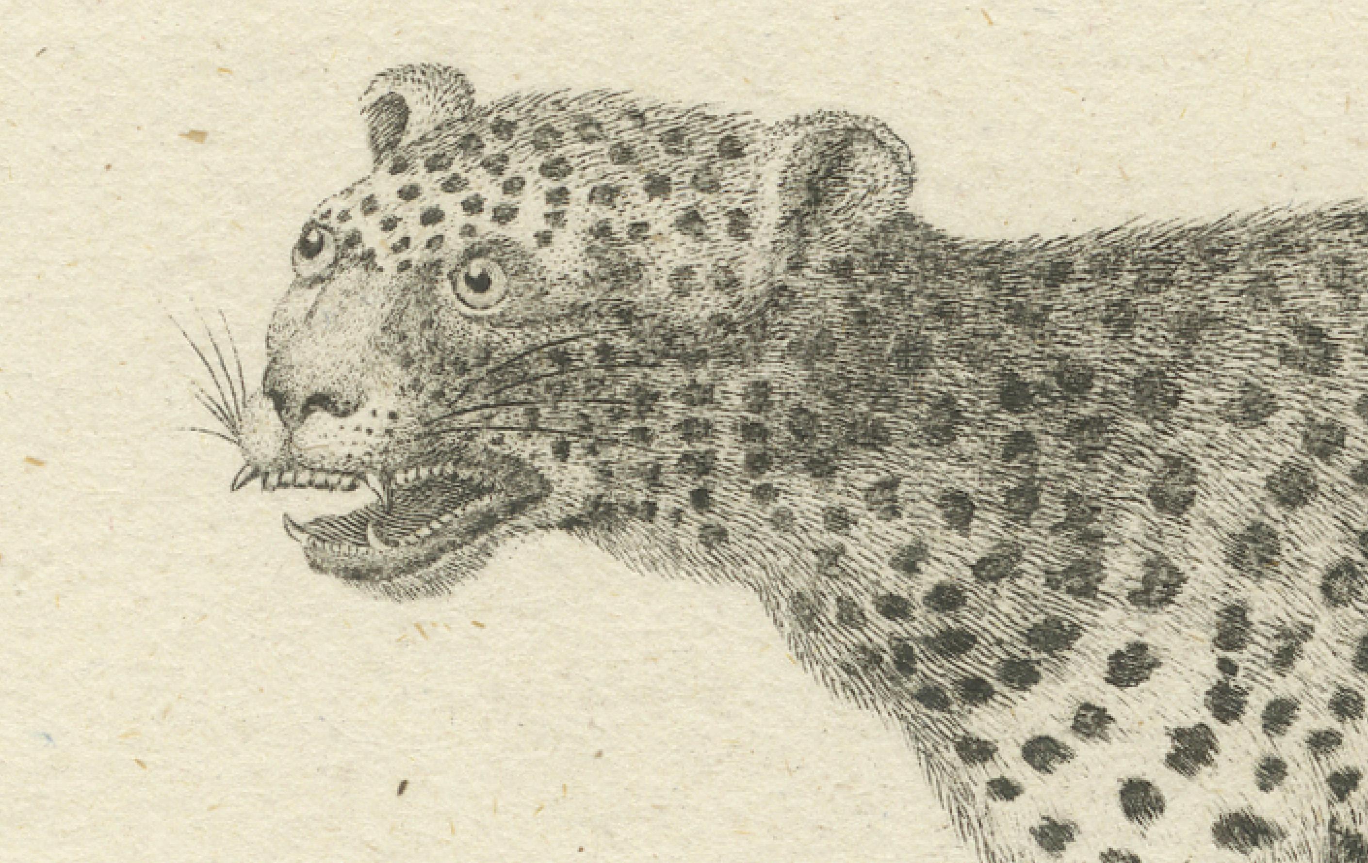 Antiker Kupferstich eines Leoparden, gezeichnet von Ihle und gestochen von Bock, um 1800 (19. Jahrhundert) im Angebot