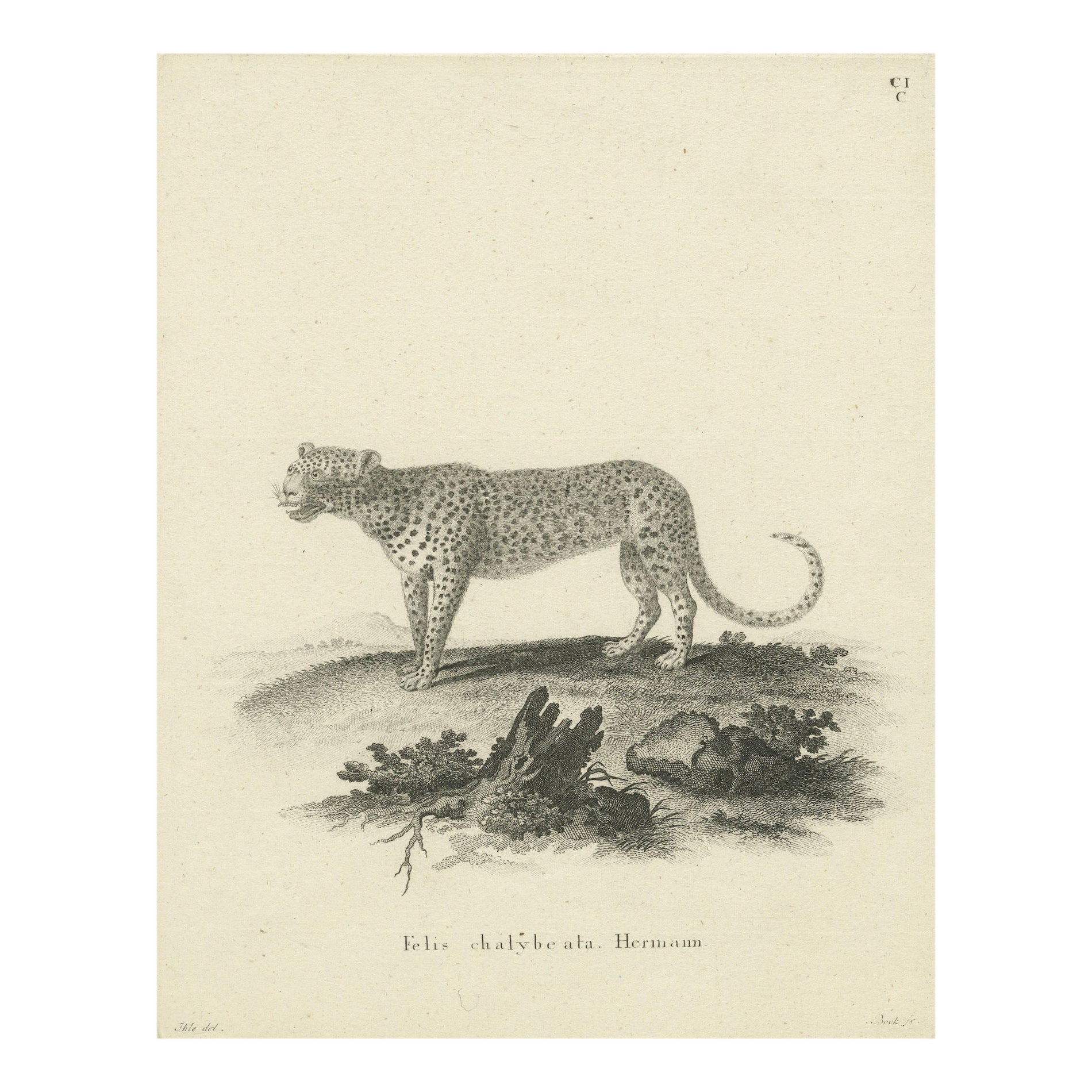 Antiker Kupferstich eines Leoparden, gezeichnet von Ihle und gestochen von Bock, um 1800