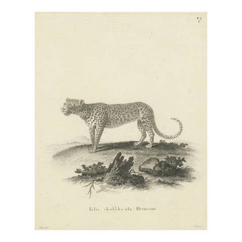 Antique Engraving of a Leopard, Drawn by Ihle and Engraved by Bock, c.1800