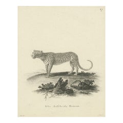 Antiker Kupferstich eines Leoparden, gezeichnet von Ihle und gestochen von Bock, um 1800