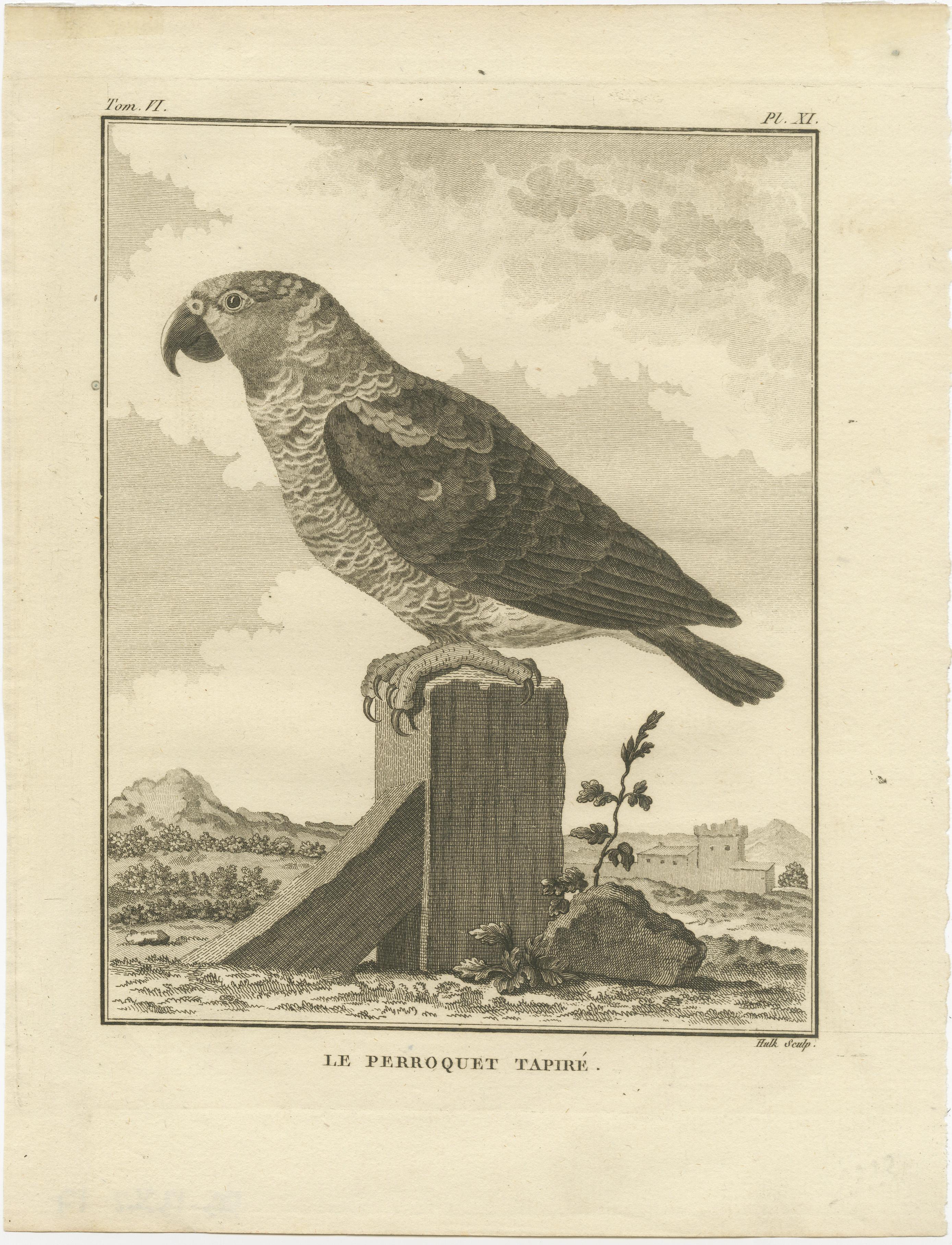 Antique bird print titled 'Le Perroquet Tapiré'. Original engraved print of a parrot species. This print originates from 'l'Histoire naturelle des oiseaux' by Buffon. Buffon was the intendant of the Jardin des Plantes in Paris from 1739 to 1788. He
