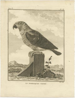 Original Antique Engraving of a Parrot Species