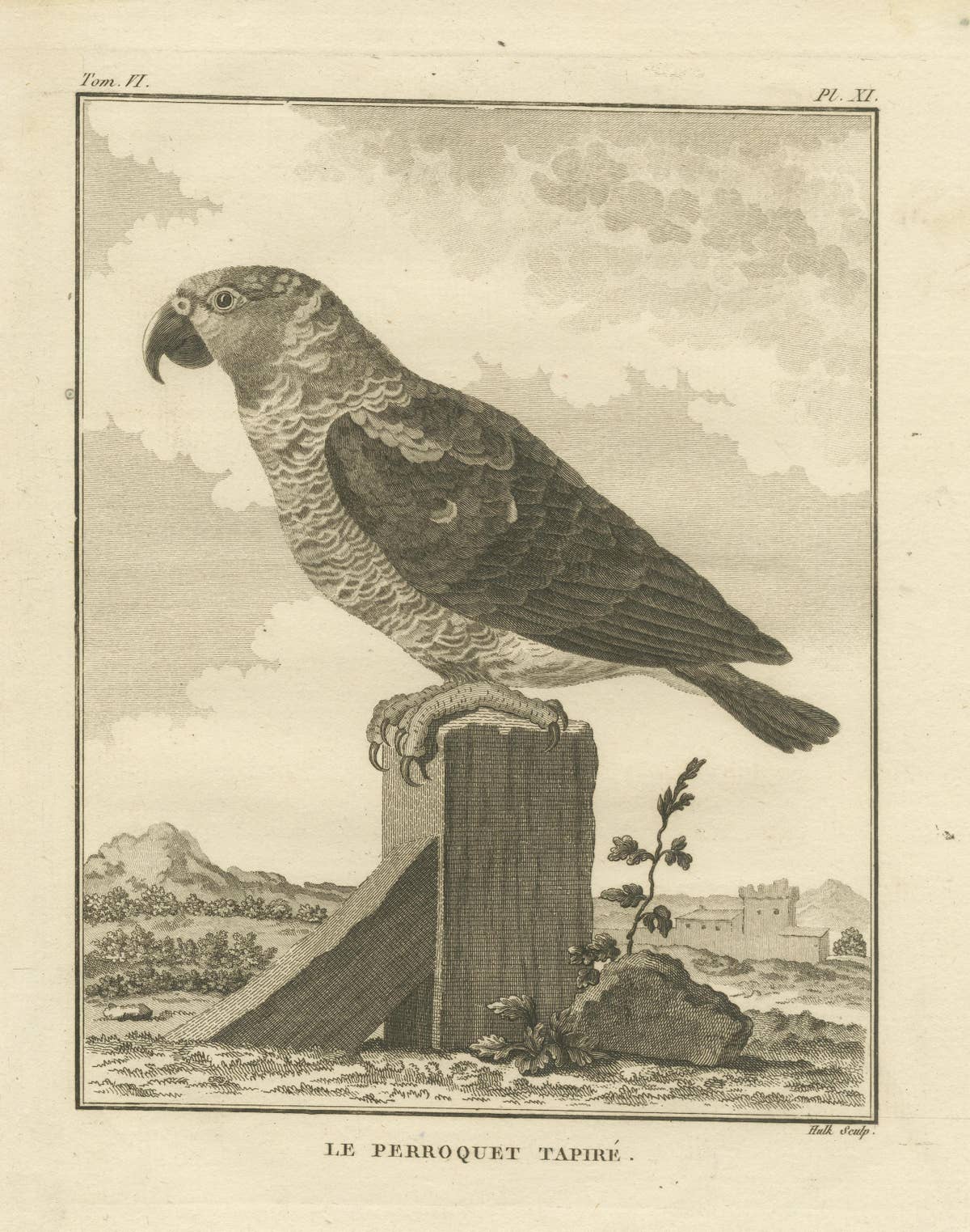 Original Antique Engraving of a Parrot Species