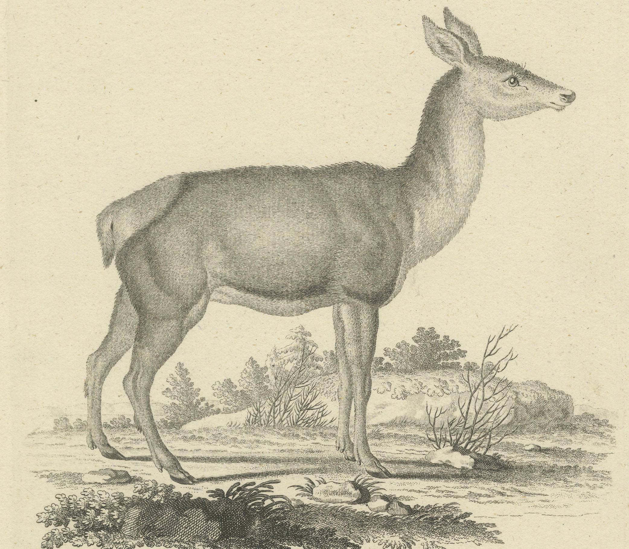 Antique Engraving of a Red Deer Hind (Cervus elaphus Linn. – Femina), c.1800 (Deutsch) im Angebot