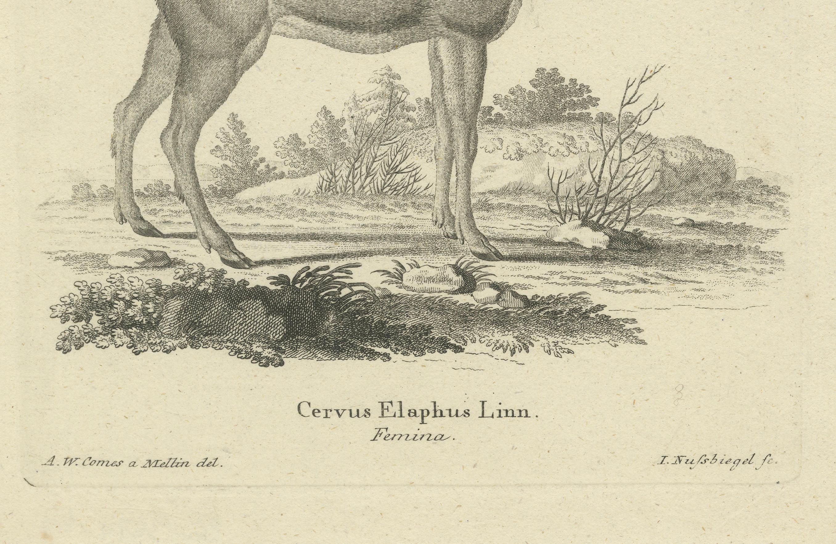 Antique Engraving of a Red Deer Hind (Cervus elaphus Linn. – Femina), c.1800 (Graviert) im Angebot