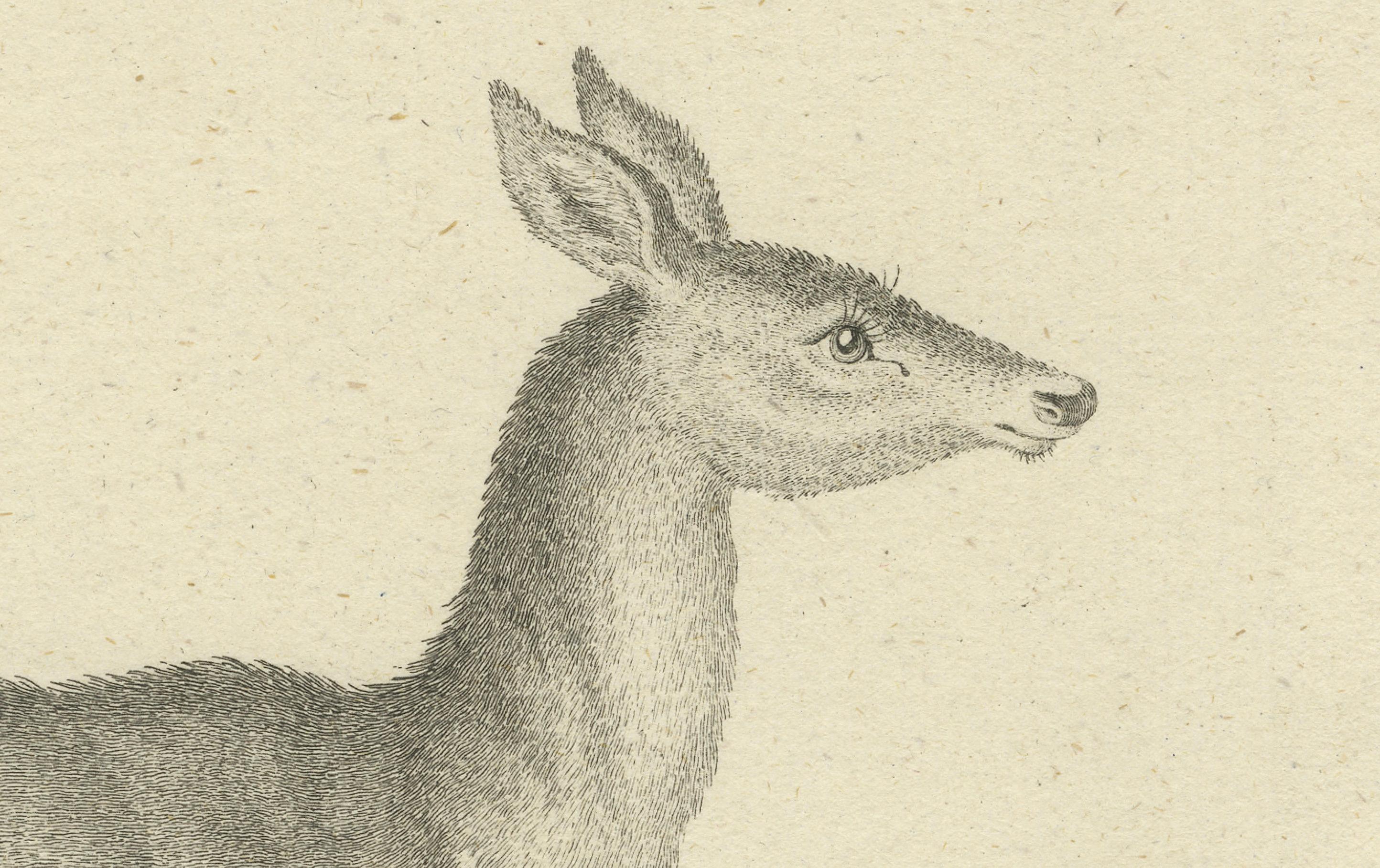 Antique Engraving of a Red Deer Hind (Cervus elaphus Linn. – Femina), c.1800 im Zustand „Gut“ im Angebot in Langweer, NL