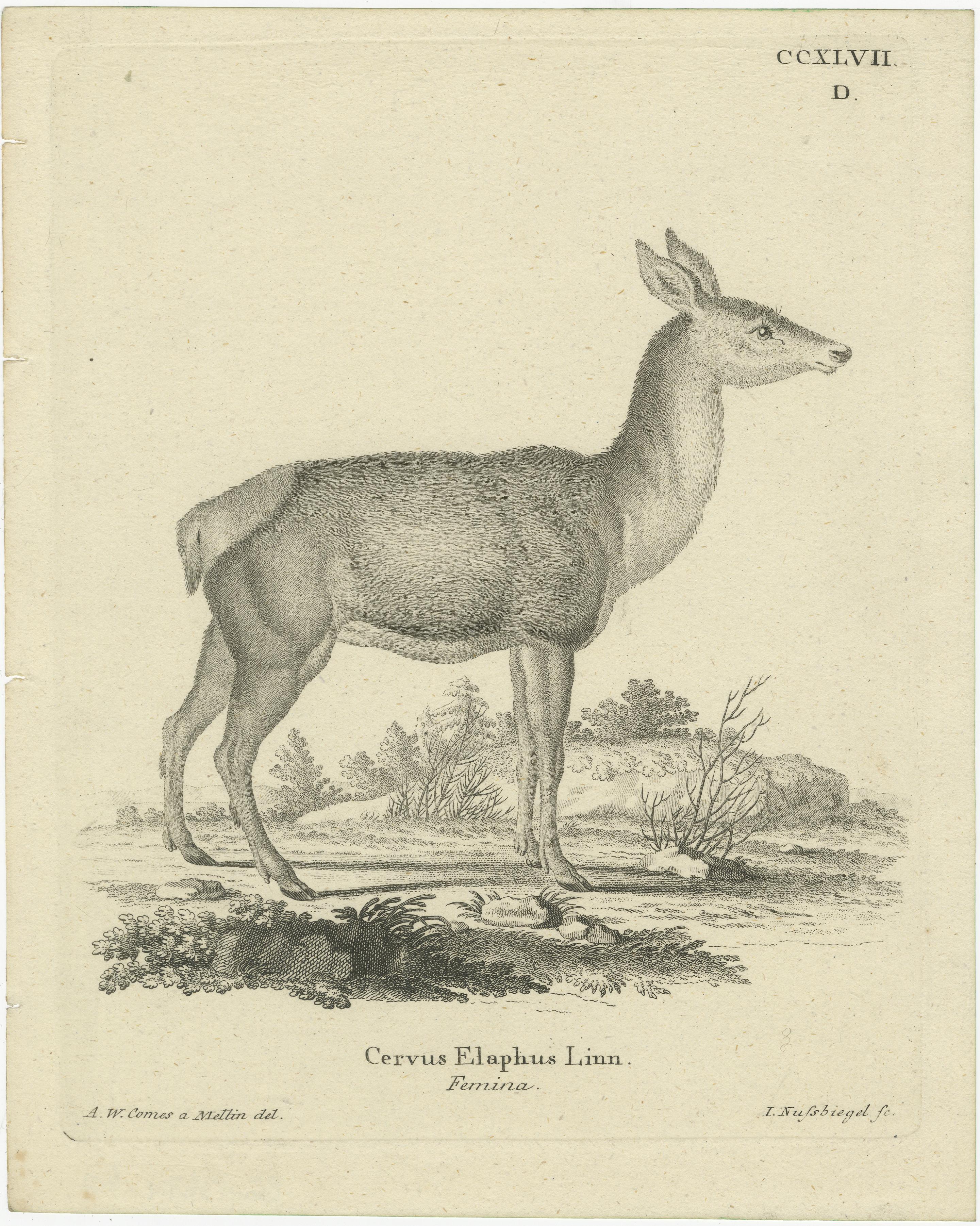 Antique Engraving of a Red Deer Hind (Cervus elaphus Linn. – Femina), c.1800 (19. Jahrhundert) im Angebot