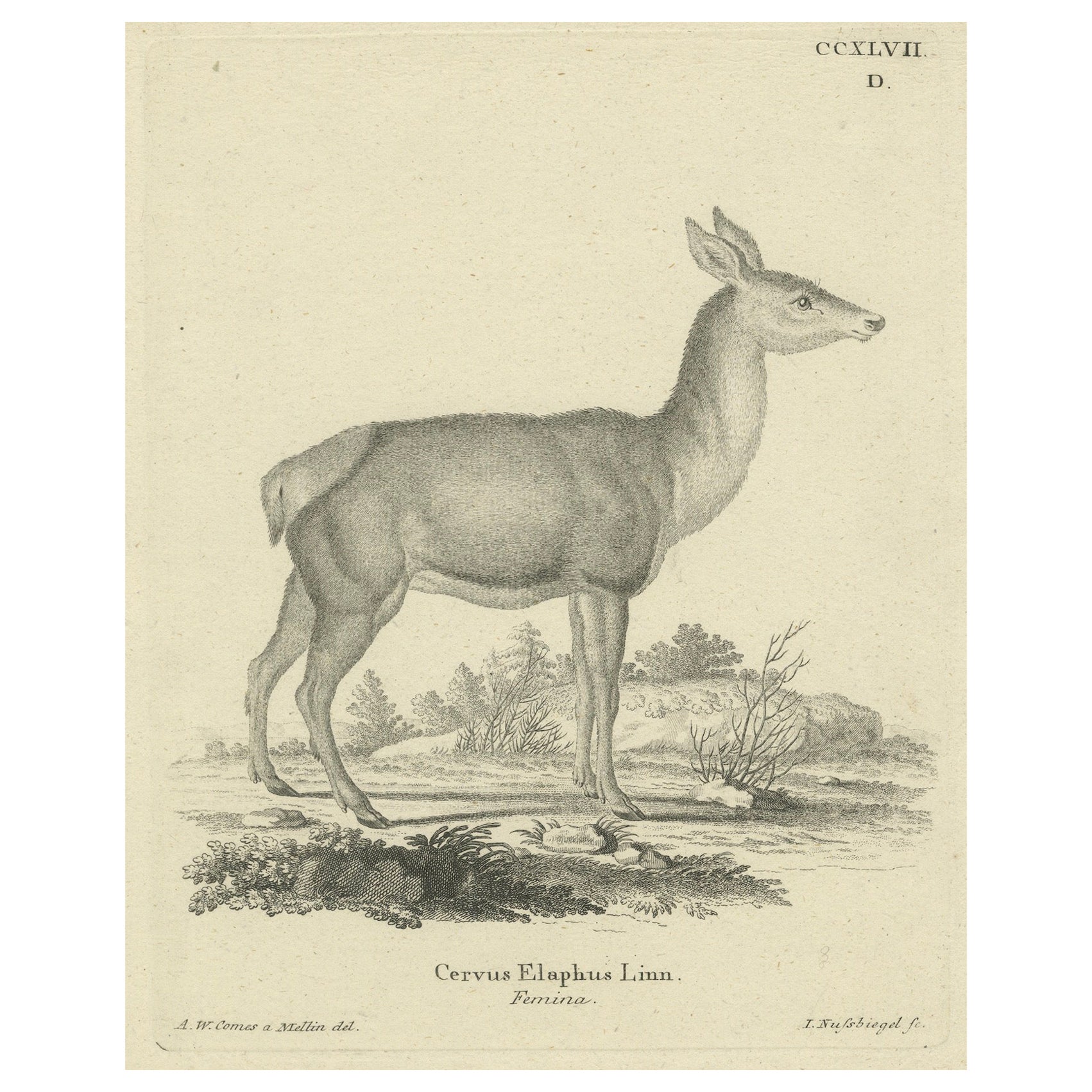 Antique Engraving of a Red Deer Hind (Cervus elaphus Linn. – Femina), c.1800 im Angebot