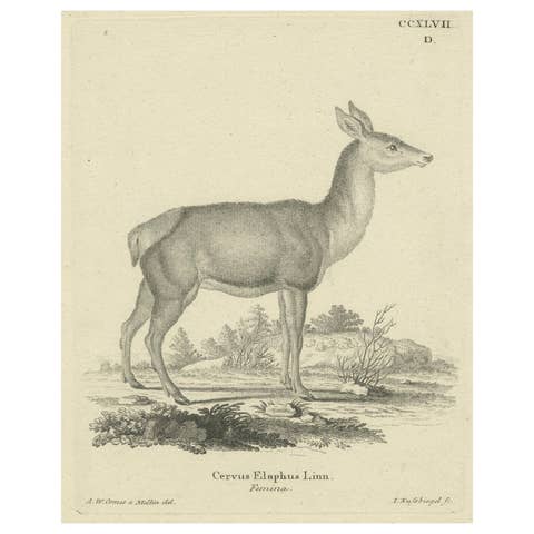 Antique Engraving of a Red Deer Hind (Cervus elaphus Linn. – Femina), c.1800