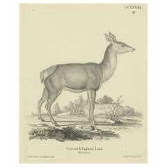 Antique Engraving of a Red Deer Hind (Cervus elaphus Linn. – Femina), c.1800