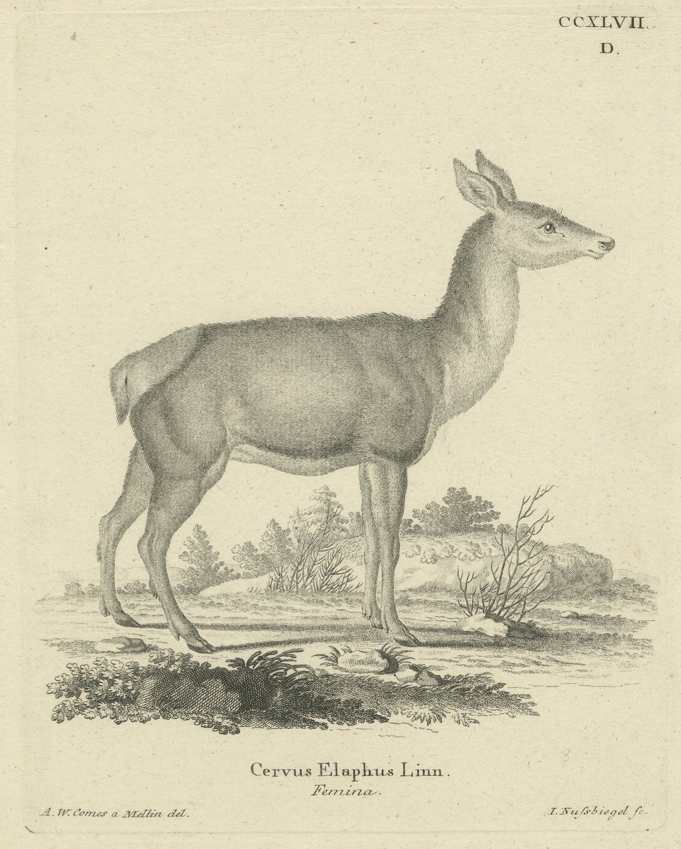 Antique Engraving of a Red Deer Hind (Cervus elaphus Linn. – Femina), c.1800