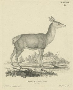 Antique Engraving of a Red Deer Hind (Cervus elaphus Linn. – Femina), c.1800