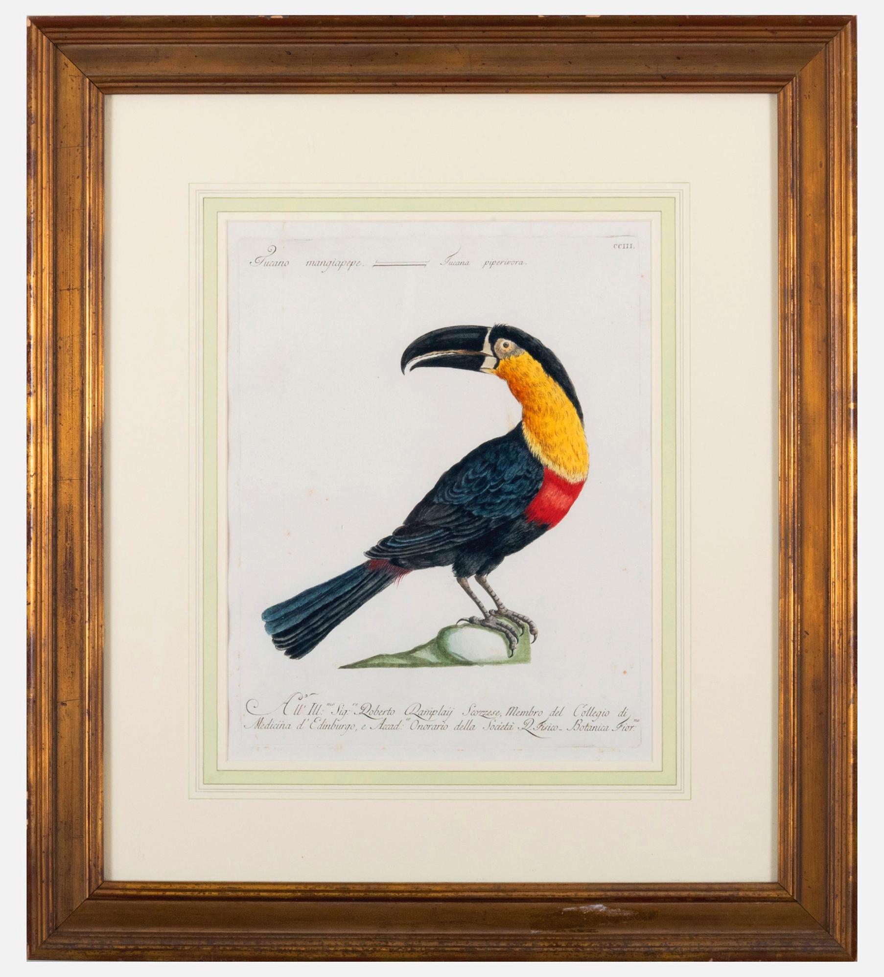 Antique engraving of a Tucano Mangiapepe,
by Saverio Manetti
Circa 1776

A fine hand colored engraving of a Tuscan Magpie by the Italian artist Saverio Manetti. Manetti drew his work predominantly from real specimens. The work was one of the