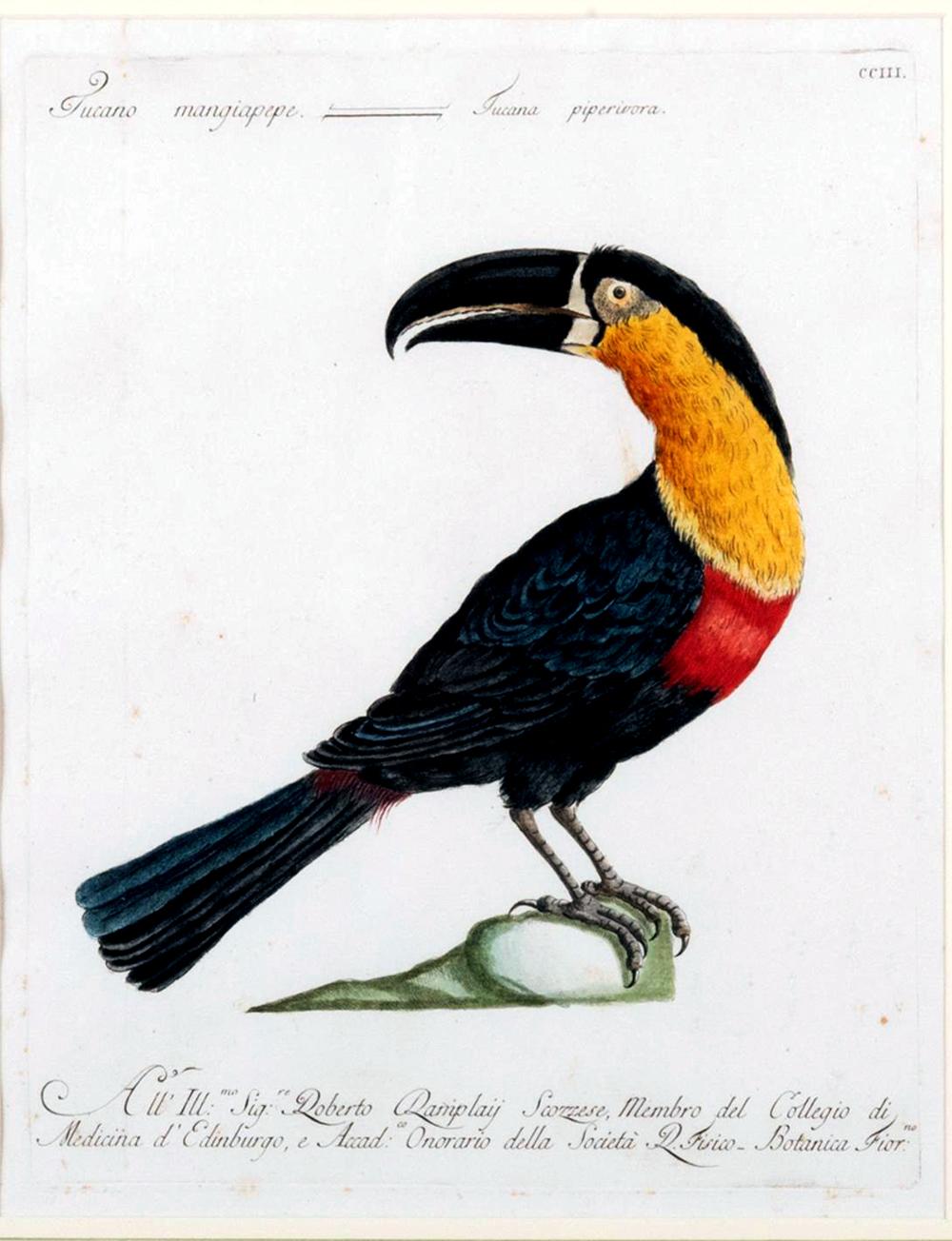 Georgian Antique Engraving of a Tucano Mangiapepe by Saverio Manetti For Sale