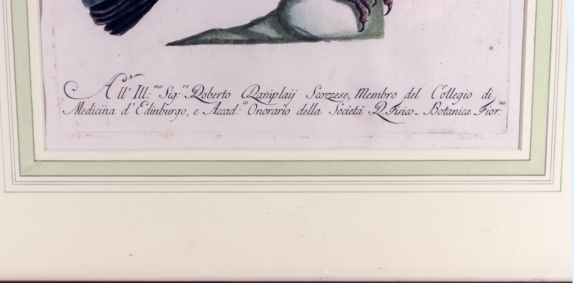 Italian Antique Engraving of a Tucano Mangiapepe by Saverio Manetti For Sale