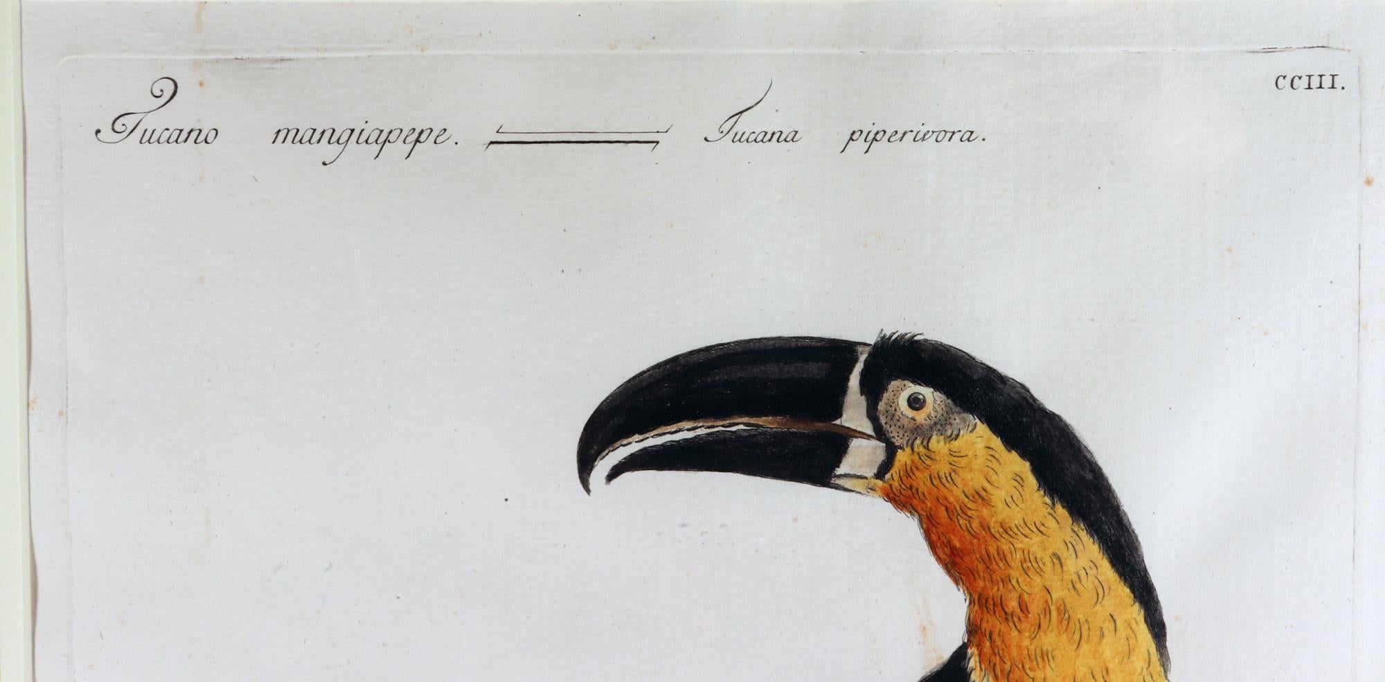 Antique Engraving of a Tucano Mangiapepe by Saverio Manetti In Good Condition For Sale In Downingtown, PA