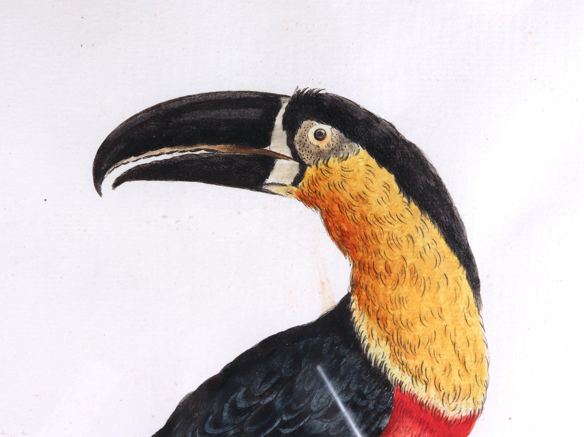 Late 18th Century Antique Engraving of a Tucano Mangiapepe by Saverio Manetti For Sale