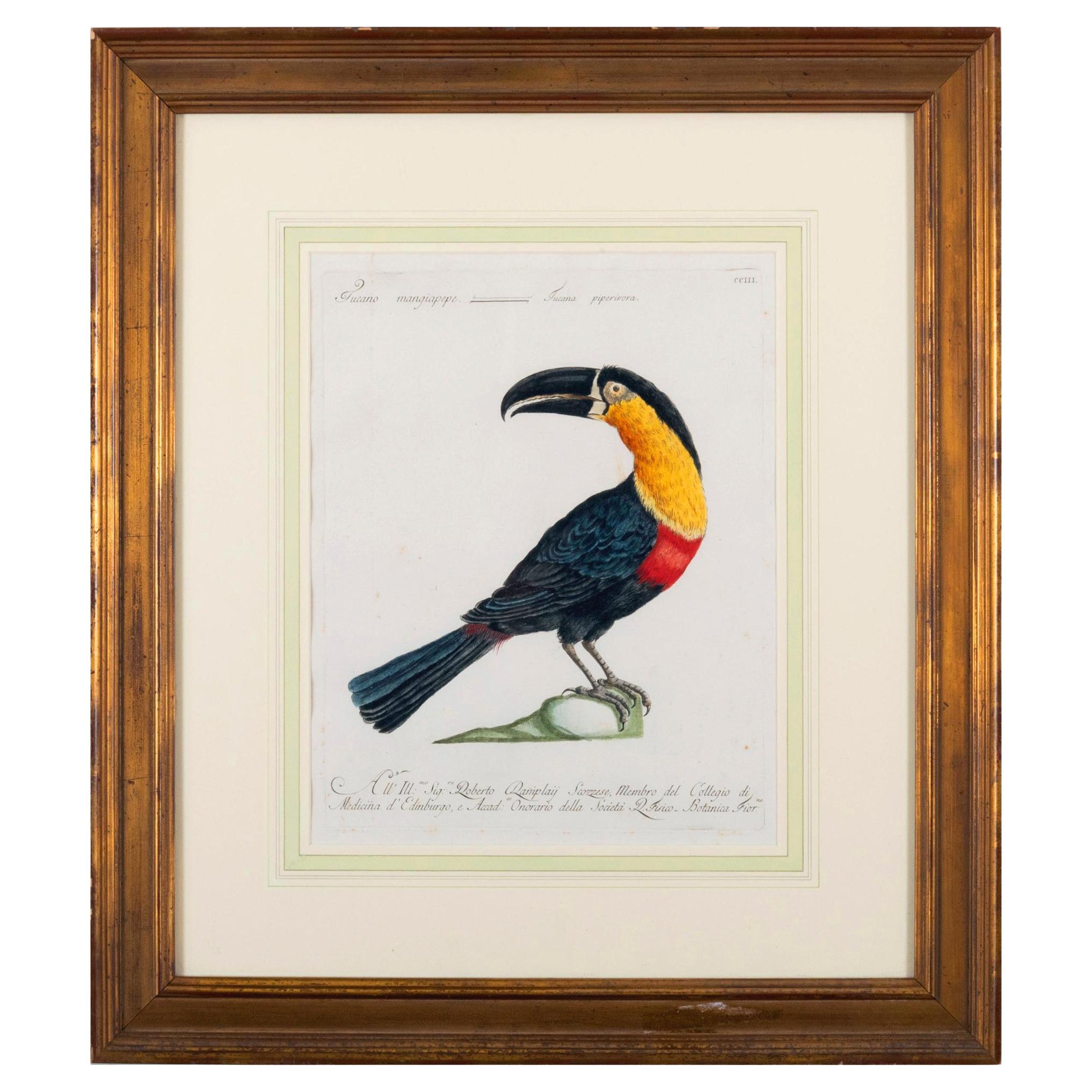 Antique Engraving of a Tucano Mangiapepe by Saverio Manetti For Sale