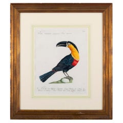 Antique Engraving of a Tucano Mangiapepe by Saverio Manetti