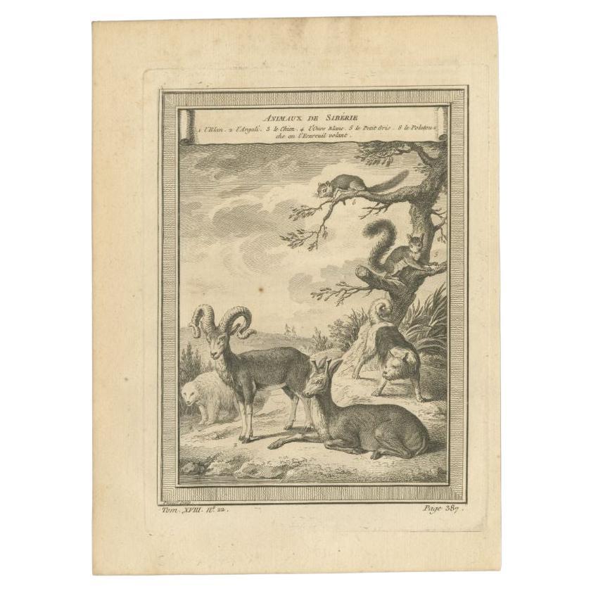 Antique print titled 'Animaux de Sibérie'. Copper engraving of various animals of Siberia. This print originates from volume 18 of 'Histoire generale des voyages (..)' by Antoine Francois Prevost d'Exile.

Artists and Engravers: Published by