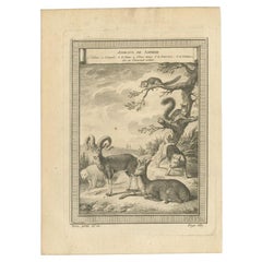 Antique Engraving of Animals of Siberia, 1768