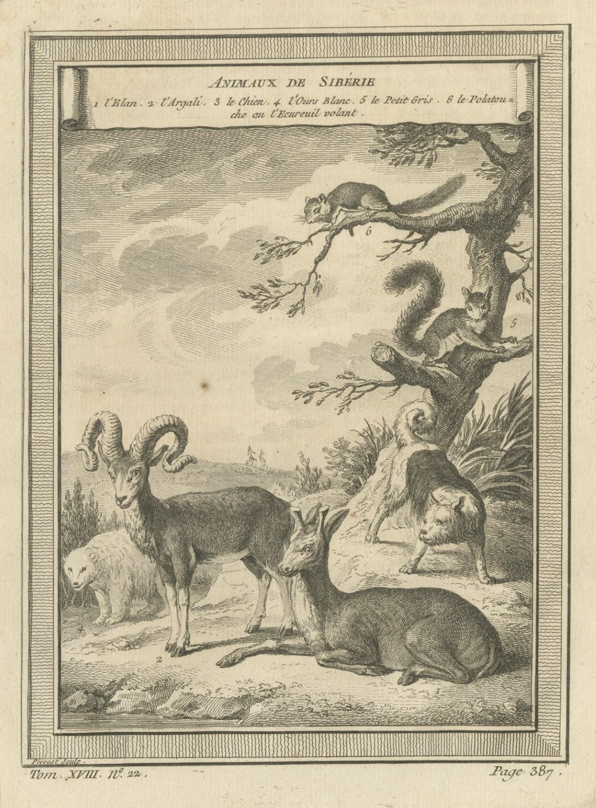 Paper Antique Engraving of Animals of Siberia, 1768 For Sale