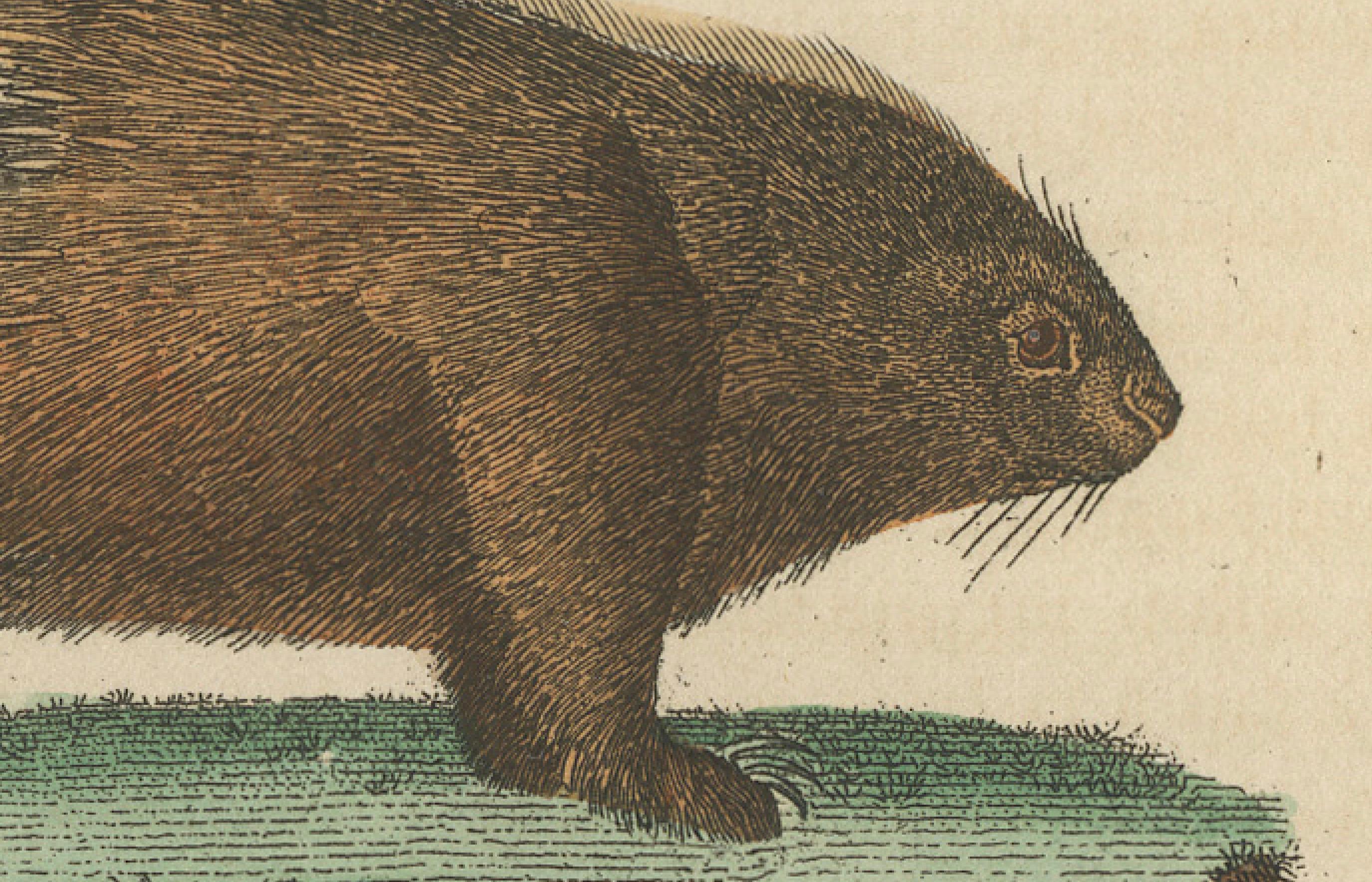 Titolo: Incisione antica di un primate Sapajou Atèle Hybride e di un macaco Domestique - XIX secolo

Descrizione:
Questa squisita stampa antica cattura due affascinanti specie di primati, intitolate 