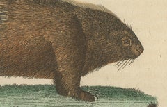 Antique Engraving of Crested Porcupine and North American Porcupine, ca.1825